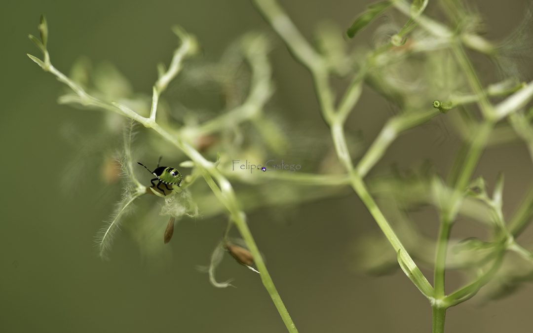 Proyecto de Entomología Fragas Do Eume