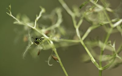 Proyecto de Entomología Fragas Do Eume